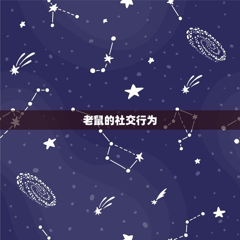 鼠的姻缘什么时候到来(寻找爱情的小老鼠)