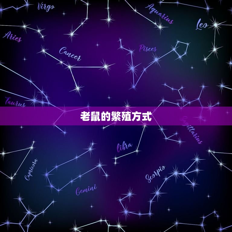 鼠的姻缘什么时候到来(寻找爱情的小老鼠)  第2张