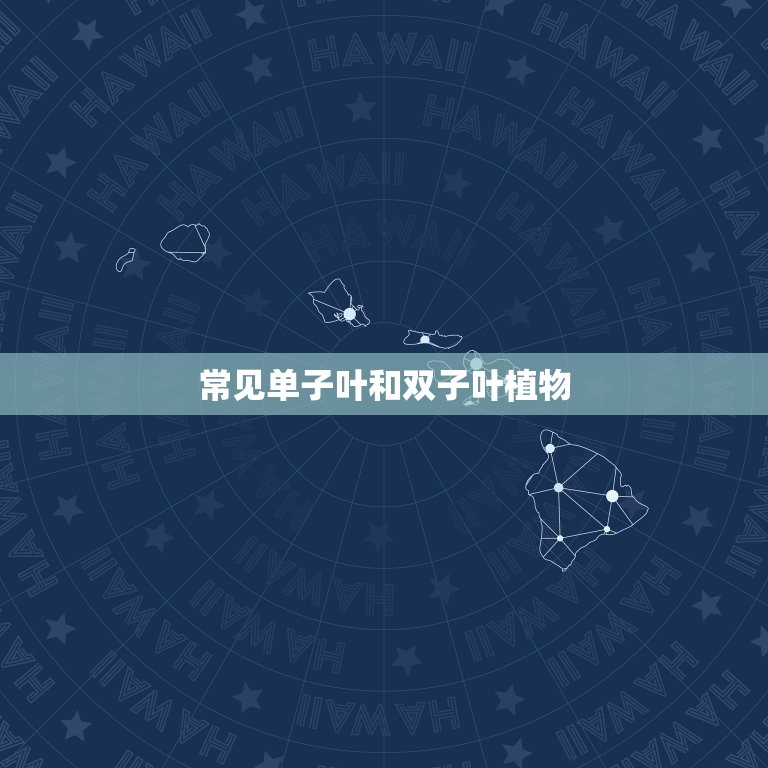 常见单子叶和双子叶植物(了解植物的基本分类)  第3张