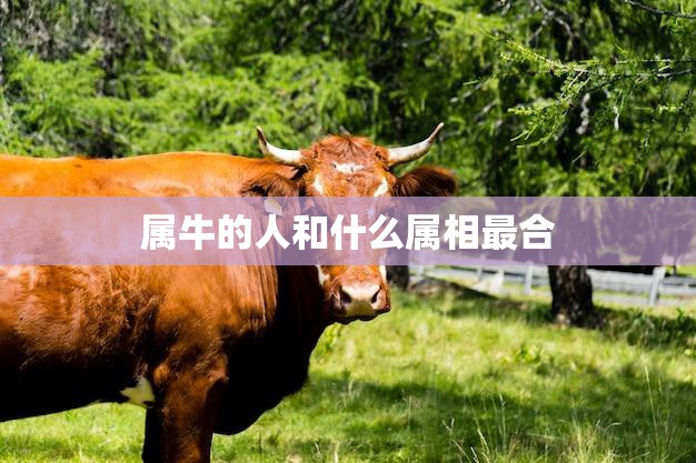 属牛的人和什么属相最合(最佳配对大揭秘)  第3张
