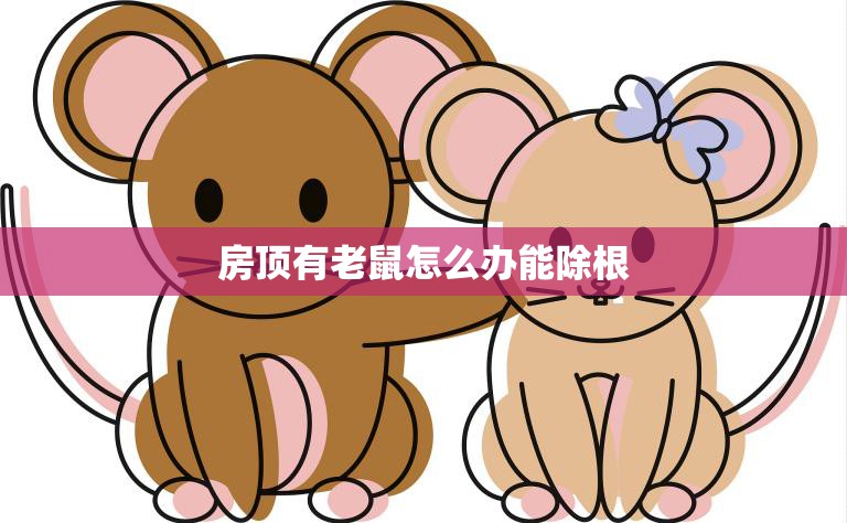 房顶有老鼠怎么办能除根(快速有效的老鼠驱除方法)  第3张