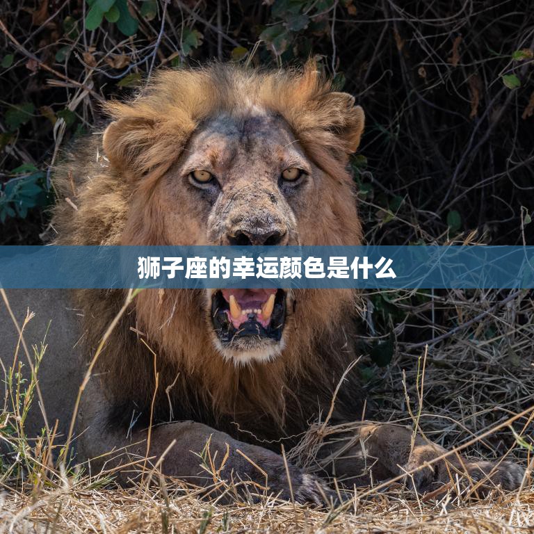 狮子座的幸运颜色是什么(揭秘橙色的魅力与能量)  第3张