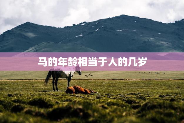 马的年龄相当于人的几岁(马匹年龄计算方法及其对健康的影响)  第3张