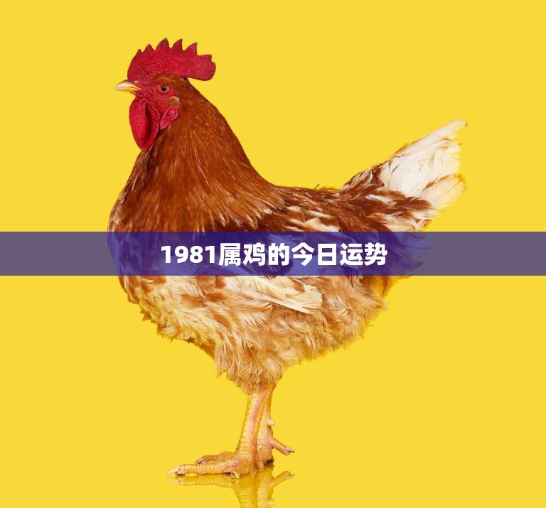 1981属鸡的今日运势(好运连连财运亨通)  第3张
