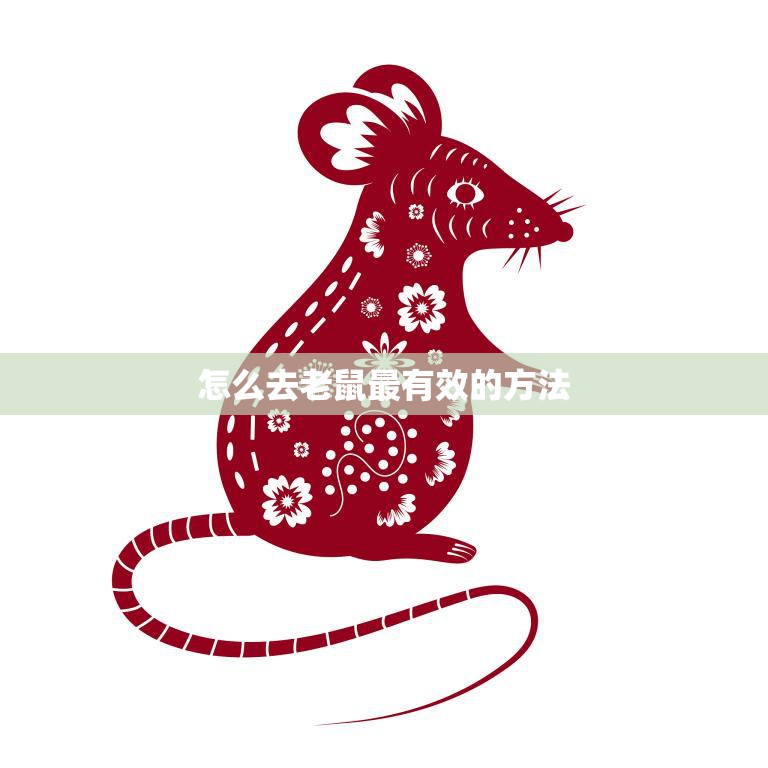 怎么去老鼠最有效的方法(实用指南消灭老鼠的高效技巧)  第3张