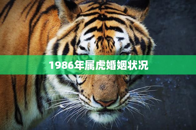 1986年属虎婚姻状况(如何应对婚姻中的挑战)  第3张