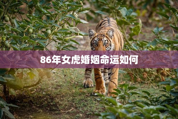 86年女虎婚姻命运如何(探究婚姻路上的坎坷与幸福)  第3张