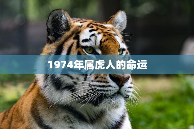 1974年属虎人的命运(如何影响其职业和财富)  第3张