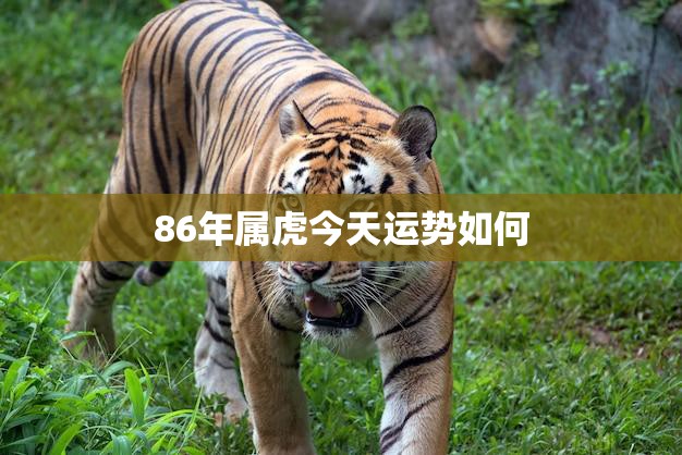 86年属虎今天运势如何(掌握运势开启幸福之门)  第3张